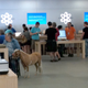 Illustration for article titled Yes, Thats a Horse Inside an Apple Store